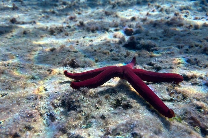 Palermo Full-Day Snorkeling Boat Tour with Lunch and Marine Biologist photo 3