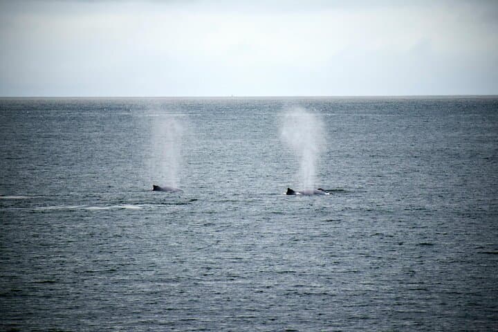 Whales and Wine: Hermanus Coastal Day Trip from Cape Town photo 4