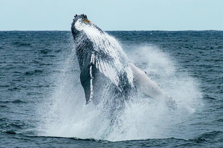 Whales and Wine: Hermanus Coastal Day Trip from Cape Town