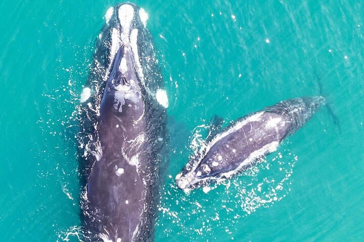 Whales and Wine: Hermanus Coastal Day Trip from Cape Town photo 5