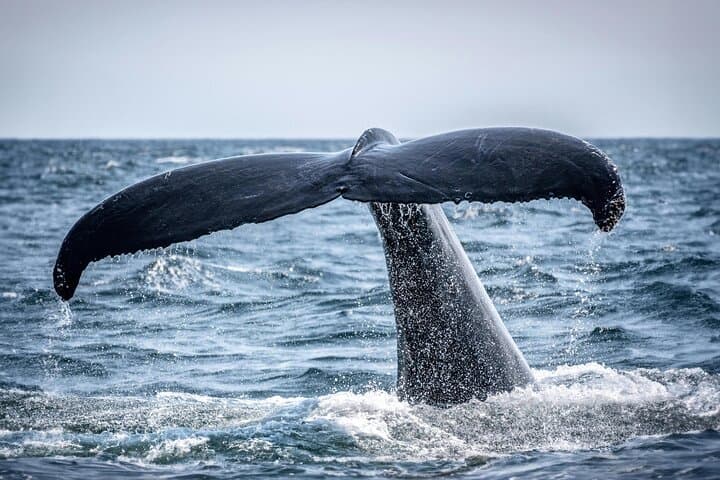 Whales and Wine: Hermanus Coastal Day Trip from Cape Town photo 6