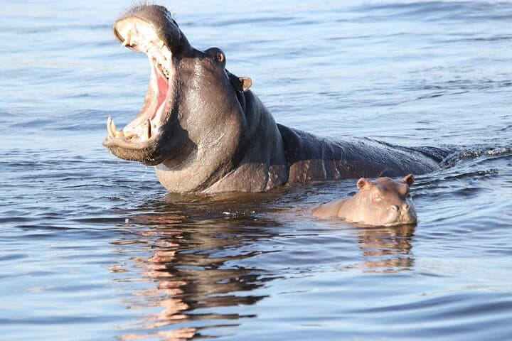 Overnight Mokoro Safari in the Okavango Delta: 1 Night, 2 Days photo 2