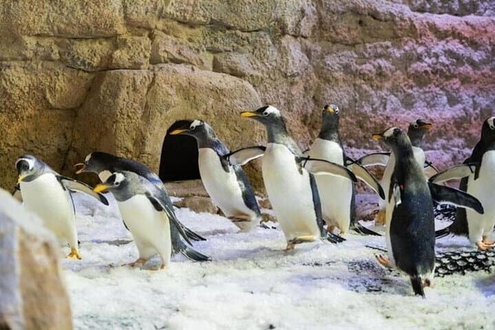 Inside Dubai Aquarium & Underwater Zoo: Tickets, Tunnel Views and Penguin Cove photo 2