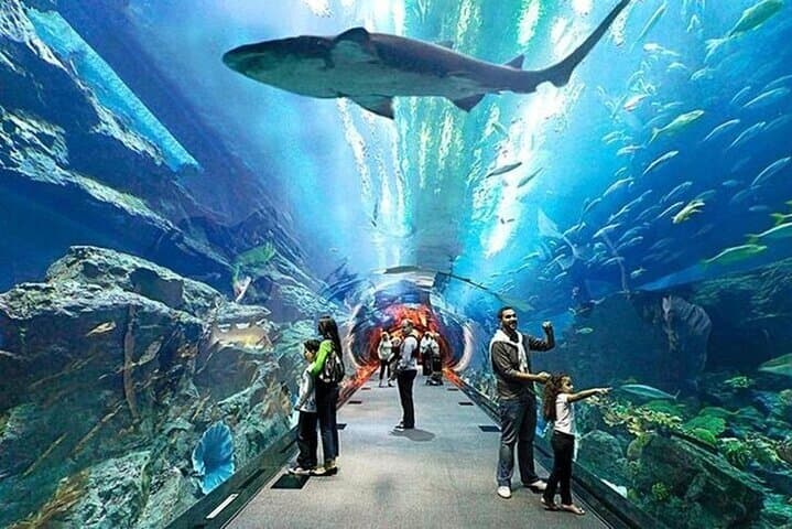 Inside Dubai Aquarium & Underwater Zoo: Tickets, Tunnel Views and Penguin Cove photo 3