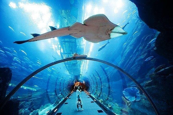 Inside Dubai Aquarium & Underwater Zoo: Tickets, Tunnel Views and Penguin Cove
