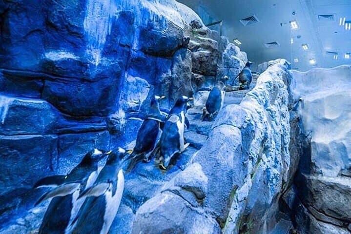 Inside Dubai Aquarium & Underwater Zoo: Tickets, Tunnel Views and Penguin Cove photo 6