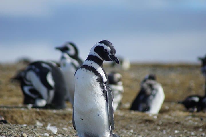 Beagle Channel Cruise to Isla Martillo: Penguins, Sea Lions & Les Eclaireurs Lighthouse photo 4