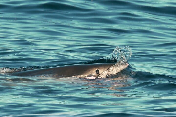 Great White Sharks Topside in Monterey Bay — Small-Boat Wildlife Encounter