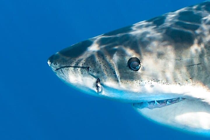 Great White Sharks Topside in Monterey Bay — Small-Boat Wildlife Encounter photo 2