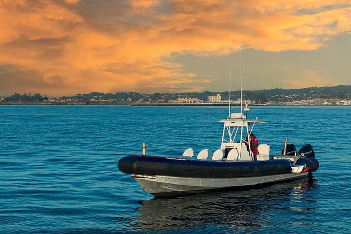 Great White Sharks Topside in Monterey Bay — Small-Boat Wildlife Encounter photo 3
