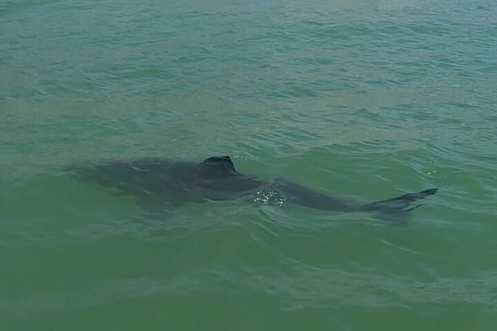 Great White Sharks Topside in Monterey Bay — Small-Boat Wildlife Encounter photo 4