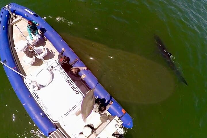 Great White Sharks Topside in Monterey Bay — Small-Boat Wildlife Encounter photo 5