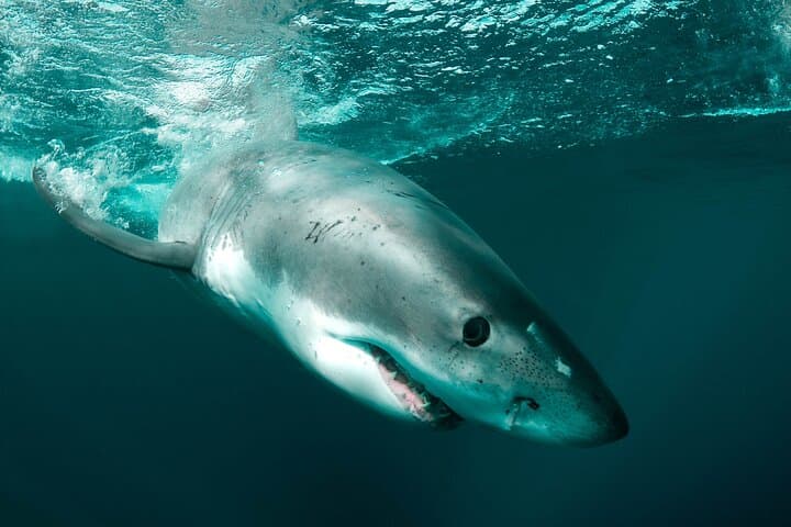 Great White Sharks Topside in Monterey Bay — Small-Boat Wildlife Encounter photo 6