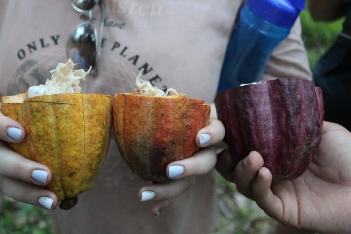 Gandoca Organic Farm & Chocolate Tour with Gandoca Lagoon Boat Experience photo 3