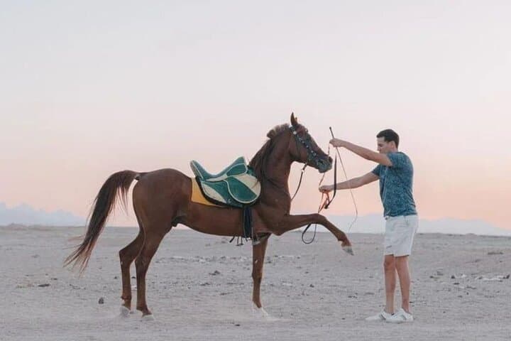 Hurghada Desert & Sea: 3-Hour Horse or Camel Riding Adventure photo 2