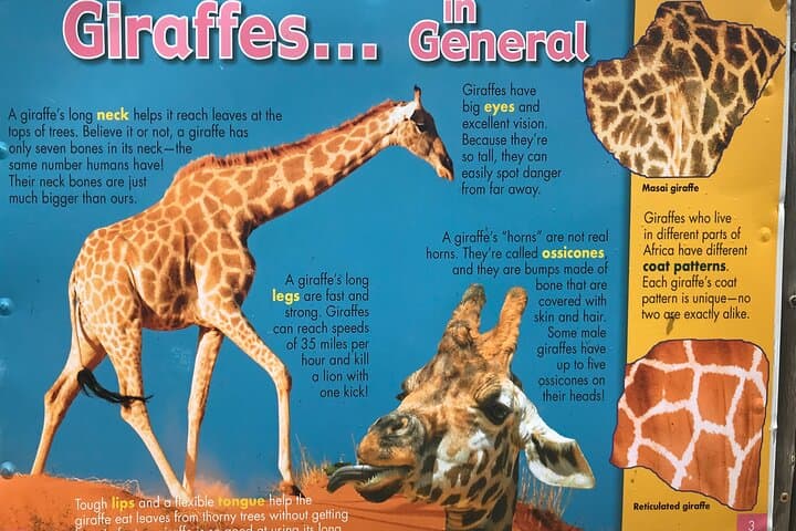 Giraffe House, Cheetah Outreach and Stellenbosch Wine Tasting Day Trip from Cape Town