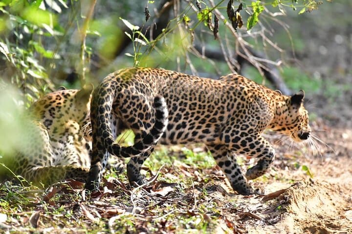Wilpattu Half-Day Safari from Anuradhapura — Early-Morning Leopard & Elephant Viewing photo 1