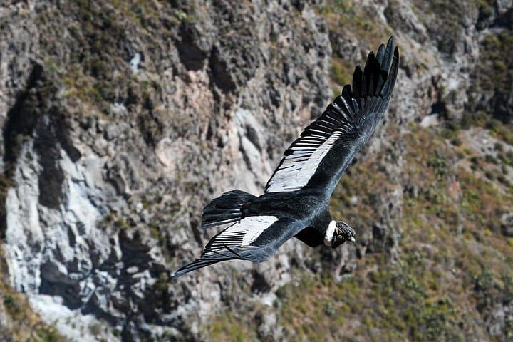 Full-Day Colca Canyon Tour: Condors, Hot Springs & Patapampa Panorama photo 2