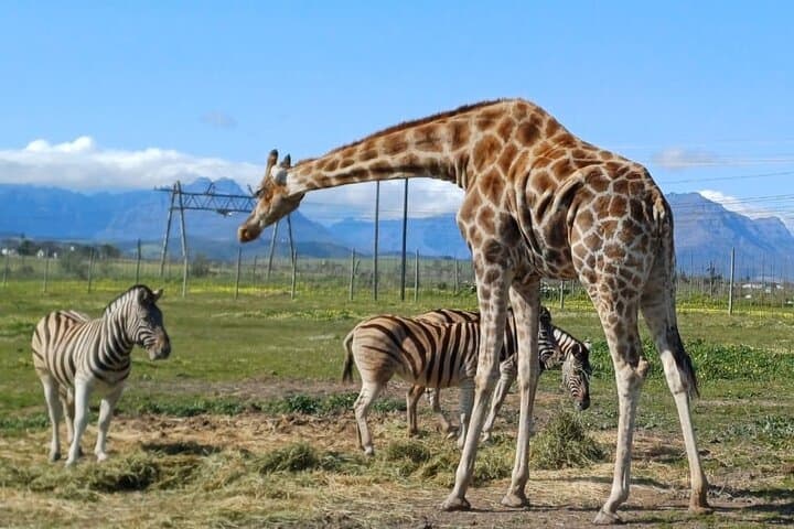 Cheetah Outreach & Giraffe Encounter with Fairview Wine Tasting — Full-Day Tour from Cape Town