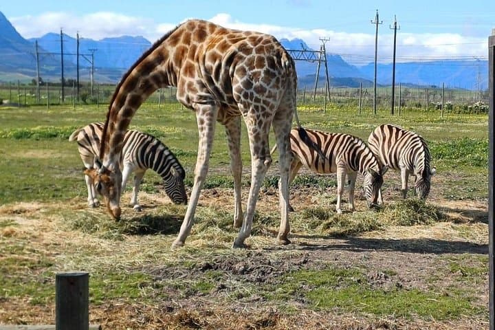 Cheetah Outreach & Giraffe Encounter with Fairview Wine Tasting — Full-Day Tour from Cape Town photo 4