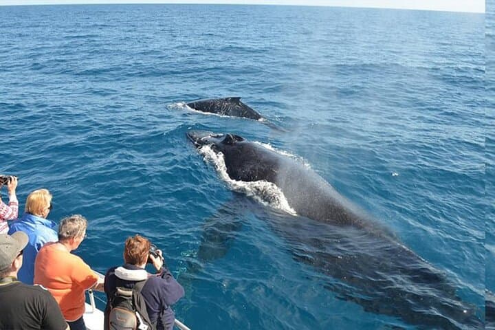Samana Day Trip from Punta Cana — Whale Watching, El Limón Waterfall & Cayo Levantado photo 4