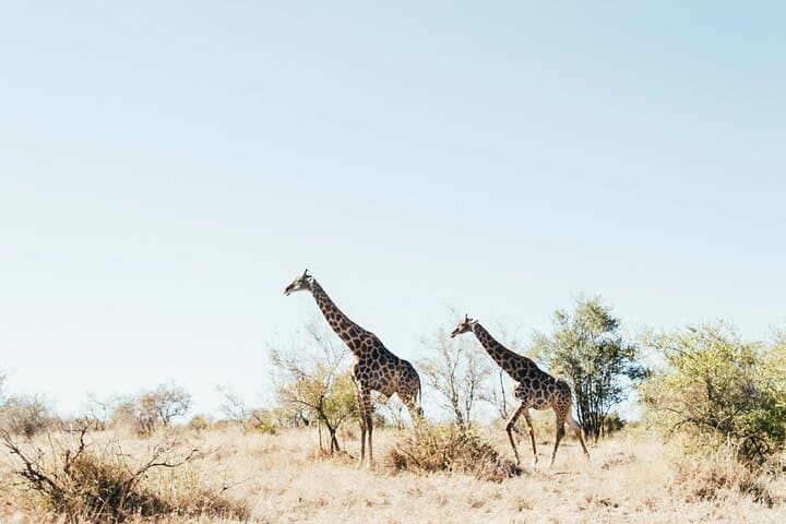 Aquila Big Five Game Drive from Cape Town — Full-Day Wildlife Safari photo 2