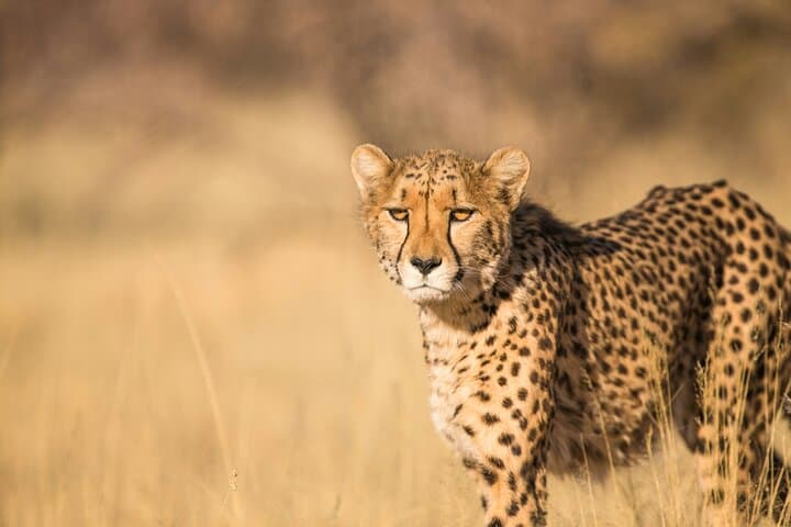 Aquila Big Five Game Drive from Cape Town — Full-Day Wildlife Safari photo 3