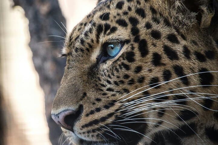 Aquila Big Five Game Drive from Cape Town — Full-Day Wildlife Safari photo 4