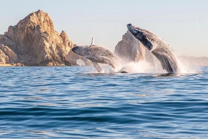 Cabo Arc Tour with Beach Drop — El Arco Boat Excursion photo 3