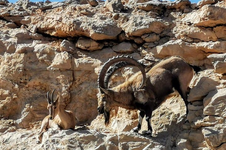 Heart of the Negev: Full-Day Makhtesh Ramon & Nabatean Ruins Tour photo 4