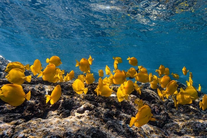 Private Kealakekua Bay Snorkel & Dolphin Watch — Kona Boat Tour to Captain Cook Monument photo 1