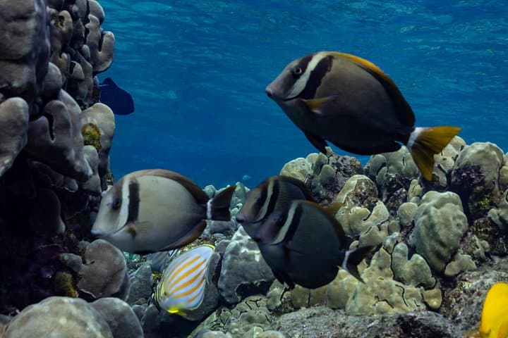 Private Kealakekua Bay Snorkel & Dolphin Watch — Kona Boat Tour to Captain Cook Monument photo 4