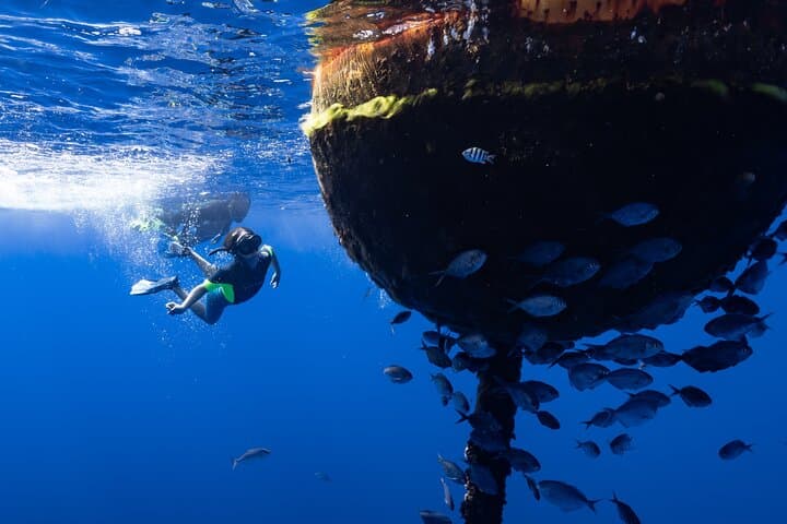 Kona Offshore Safari: Small-Boat Snorkel and Marine Wildlife Adventure photo 3