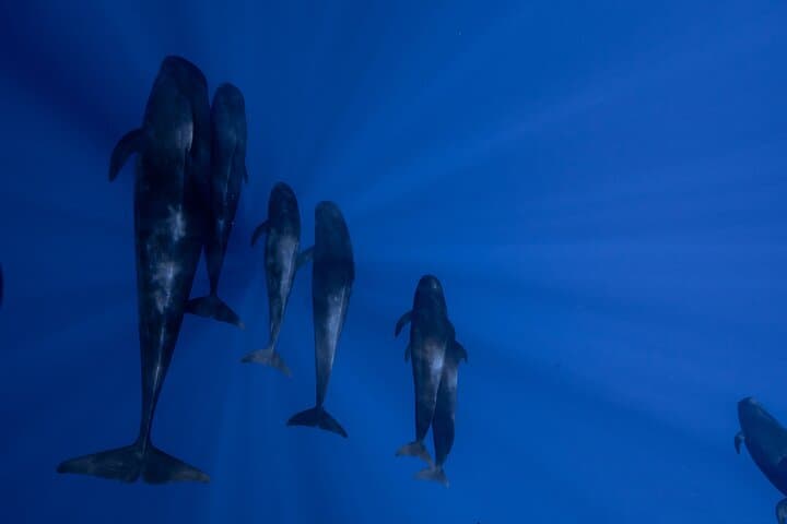 Kona Offshore Safari: Small-Boat Snorkel and Marine Wildlife Adventure photo 4
