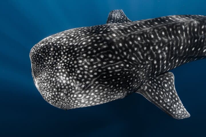 Kona Offshore Safari: Small-Boat Snorkel and Marine Wildlife Adventure photo 1