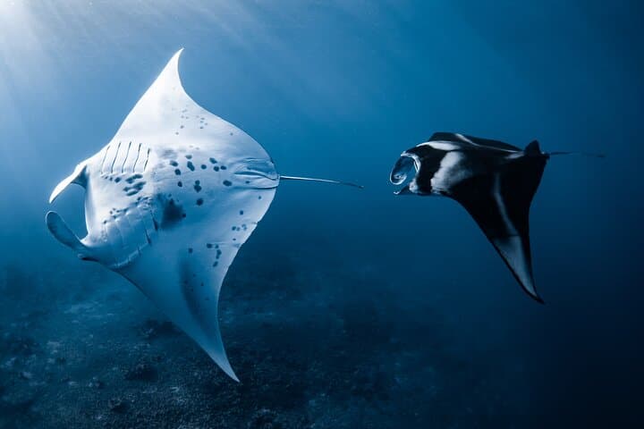 Kona Offshore Safari: Small-Boat Snorkel and Marine Wildlife Adventure photo 2