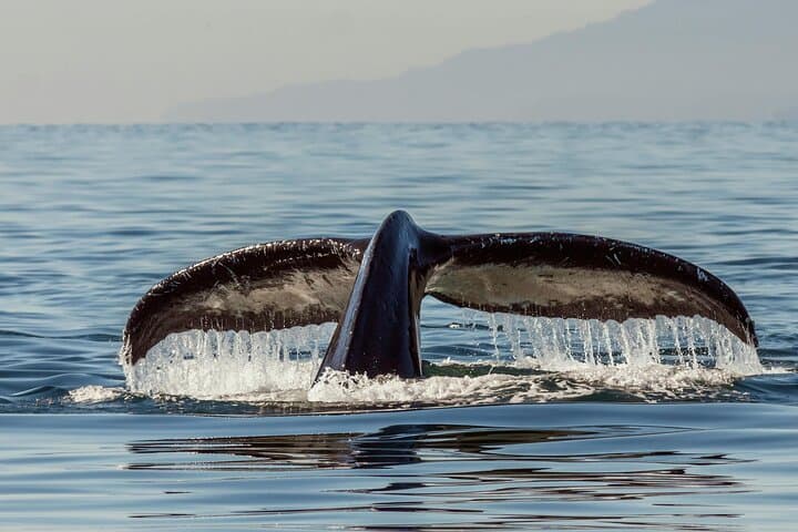 Private Luxury Whale Watching Tour in San Diego — 4–5 Hour Mission Bay Charter photo 4