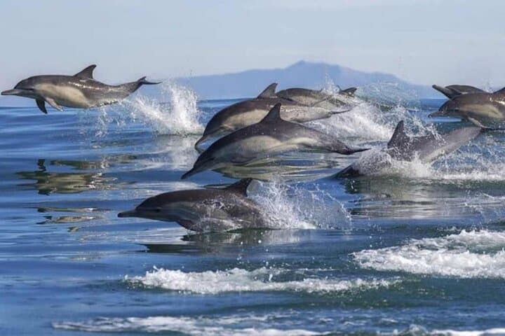 Dolphins & Coral Walls: A Day Snorkeling Around Bunaken Island photo 2