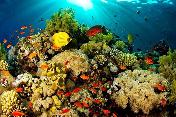 Bunaken Island Three-Point Snorkel: Marine Park Day Trip from Manado photo 2