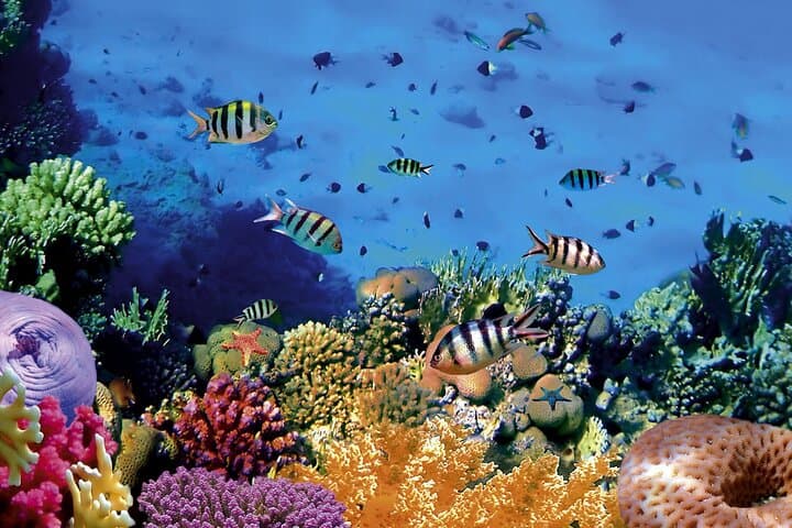 Bunaken Island Three-Point Snorkel: Marine Park Day Trip from Manado photo 6