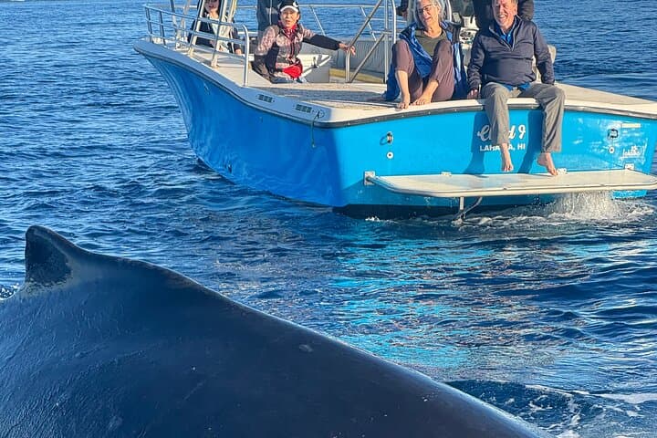 VIP Whale Watch from Kaanapali Beach — 2-Hour Maui Humpback Adventure photo 4