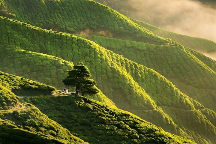 2D1N Cameron Highlands, Batu Caves & Kuala Selangor Fireflies Tour from Kuala Lumpur photo 2