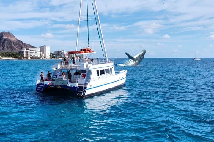 2-Hour Waikiki Whale Watching Cruise — Oahu Humpback Experience