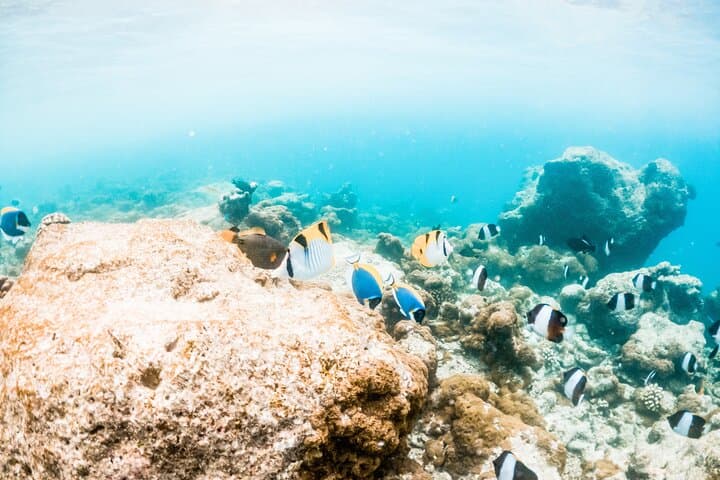 All-Inclusive Blue Lagoon & Tanjung Jepun Snorkeling in Bali photo 6