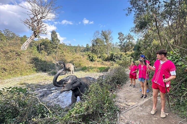 Chiang Mai Elephant Watching and Authentic Thai Cooking Class with Waterfall Visit