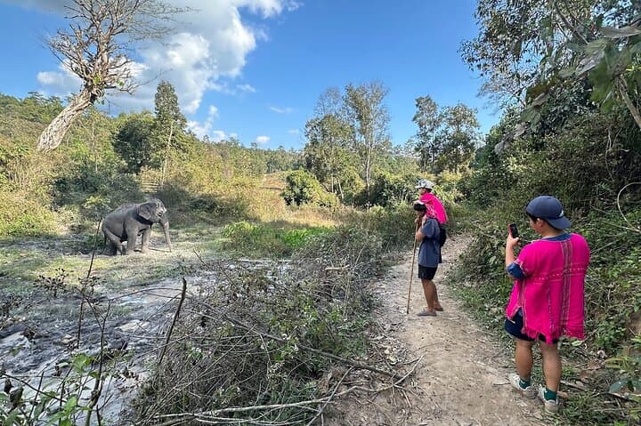Chiang Mai Elephant Watching and Authentic Thai Cooking Class with Waterfall Visit photo 2