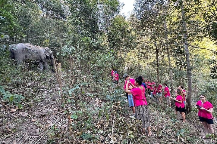 Chiang Mai Elephant Watching and Authentic Thai Cooking Class with Waterfall Visit photo 3