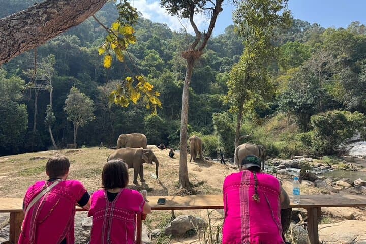 Chiang Mai Elephant Watching and Authentic Thai Cooking Class with Waterfall Visit photo 4
