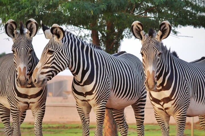 Open-Top Safari at Nofa Wildlife Park near Riyadh: What to Expect & Practical Tips photo 4