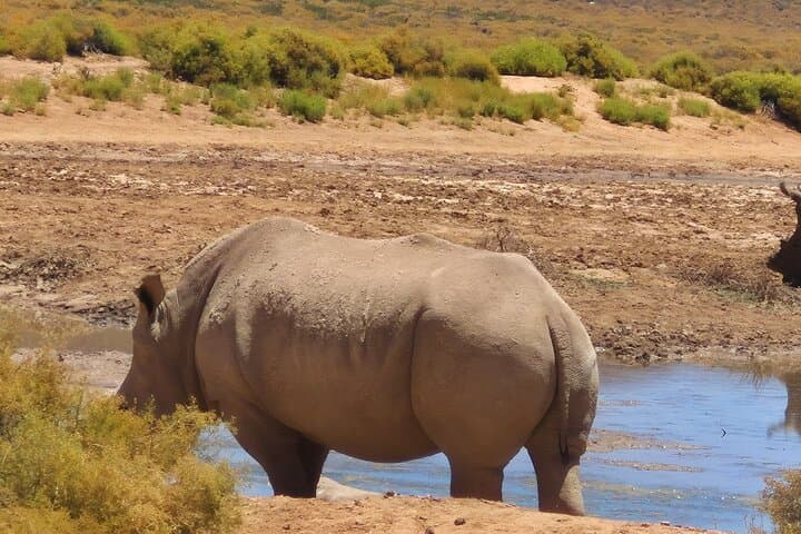 Sunset Safari at Aquila Game Reserve: Big Five Evening Game Drive from Cape Town